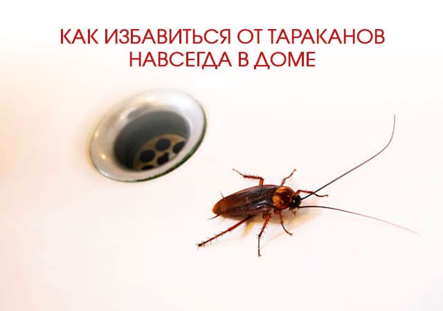 Как избавиться от тараканов в доме в Сланцы