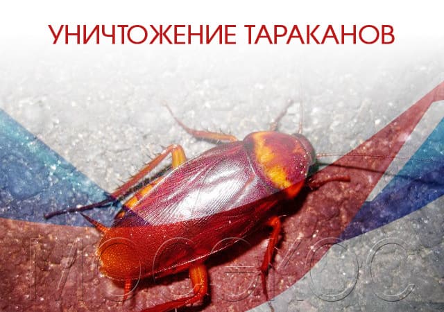 Уничтожение тараканов в Сланцы