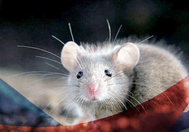 Уничтожение мышей в Сланцы